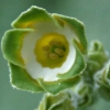 Primula Auricula Greenpeace - Abriachan Nurseries
